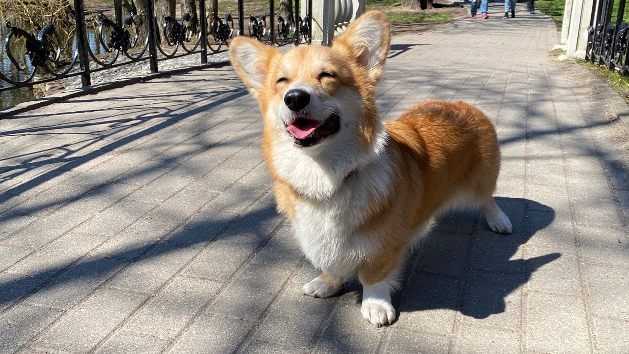 Корги на прогулке