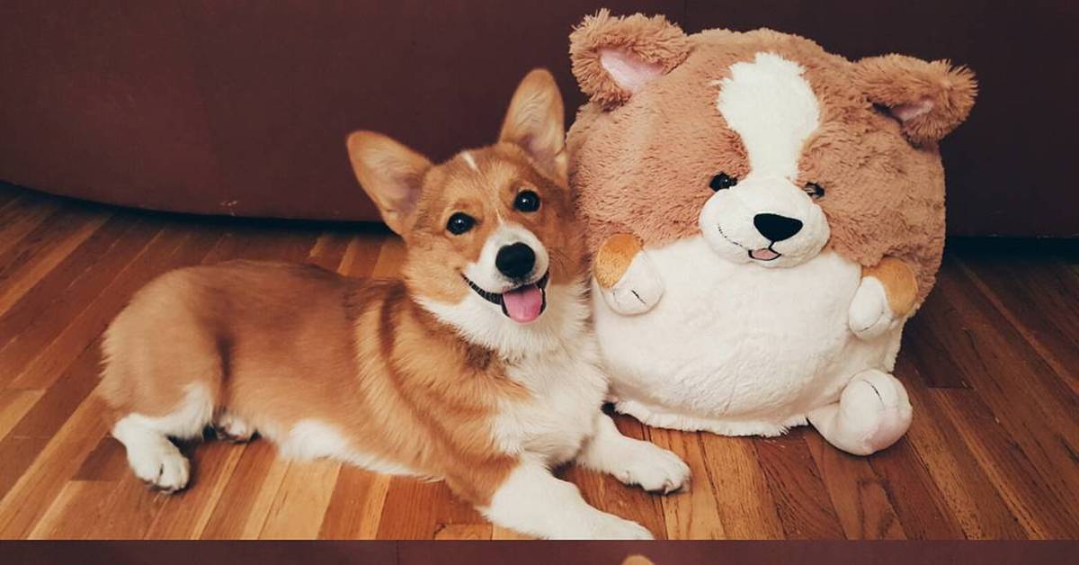 Корги и мячик