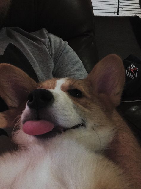 Корги отдыхает