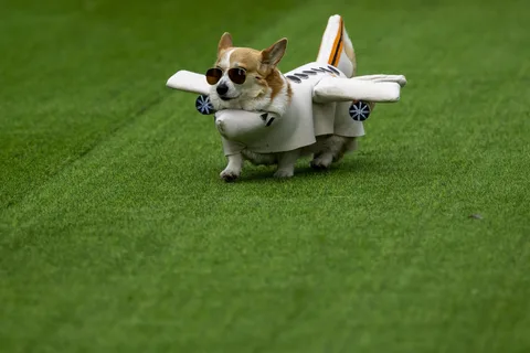 Корги бежит