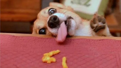 Корги смотрит в камеру